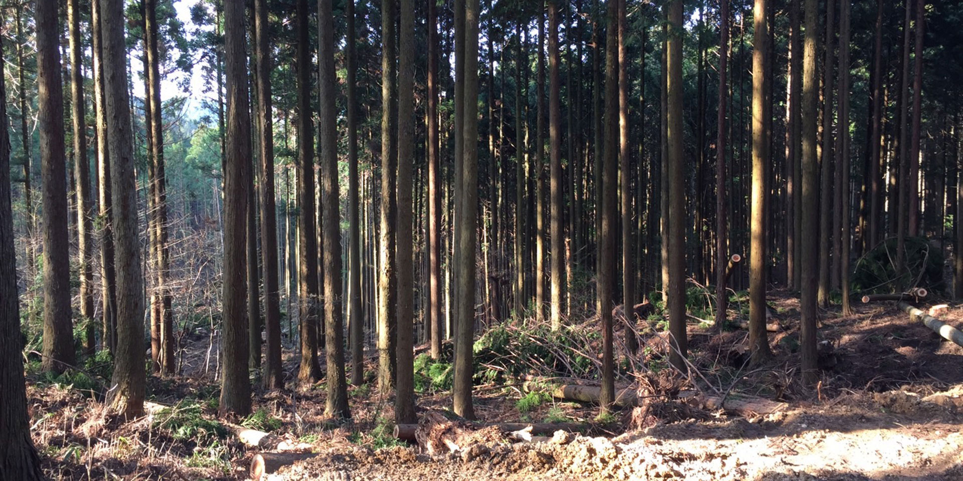 河内林業