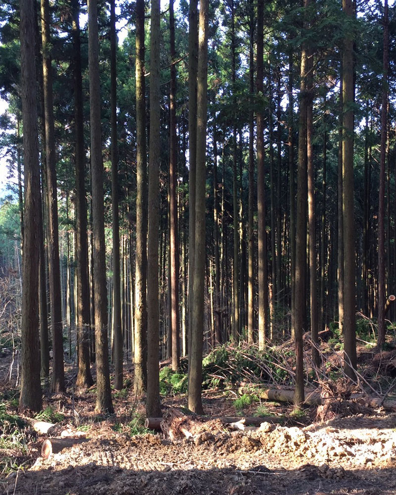 河内林業