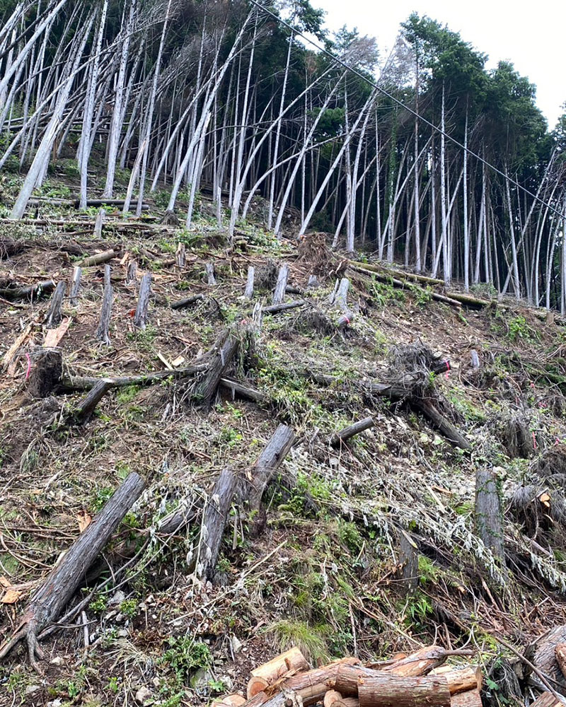 河内林業